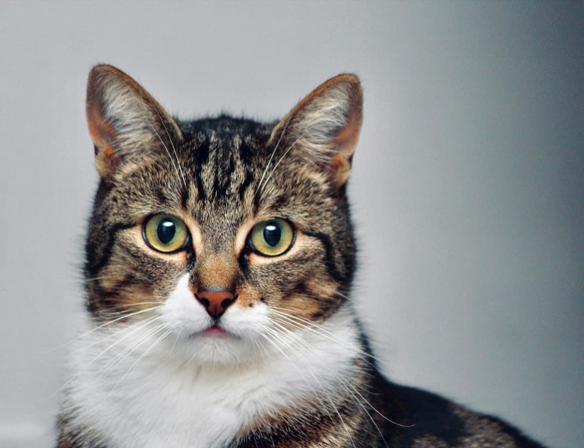 A tabby and white cat looking at the camera