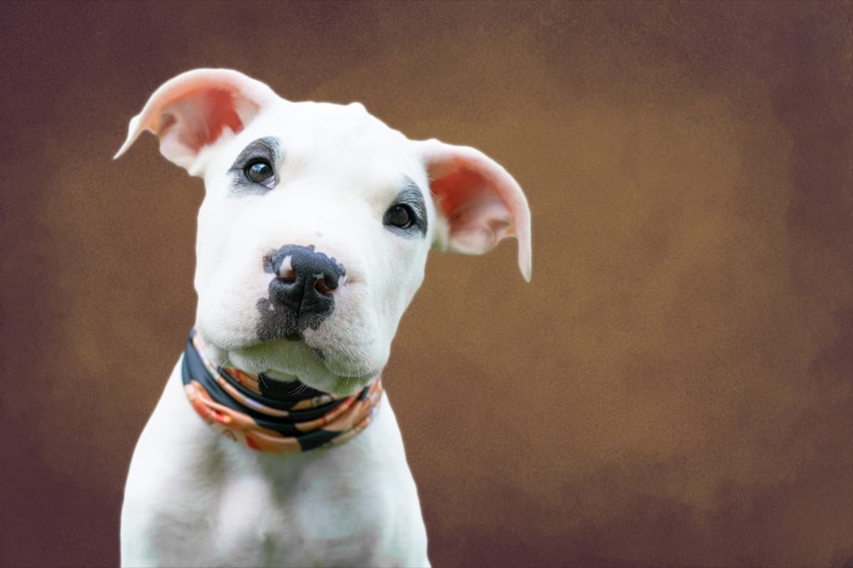 A white puppy tilting its head