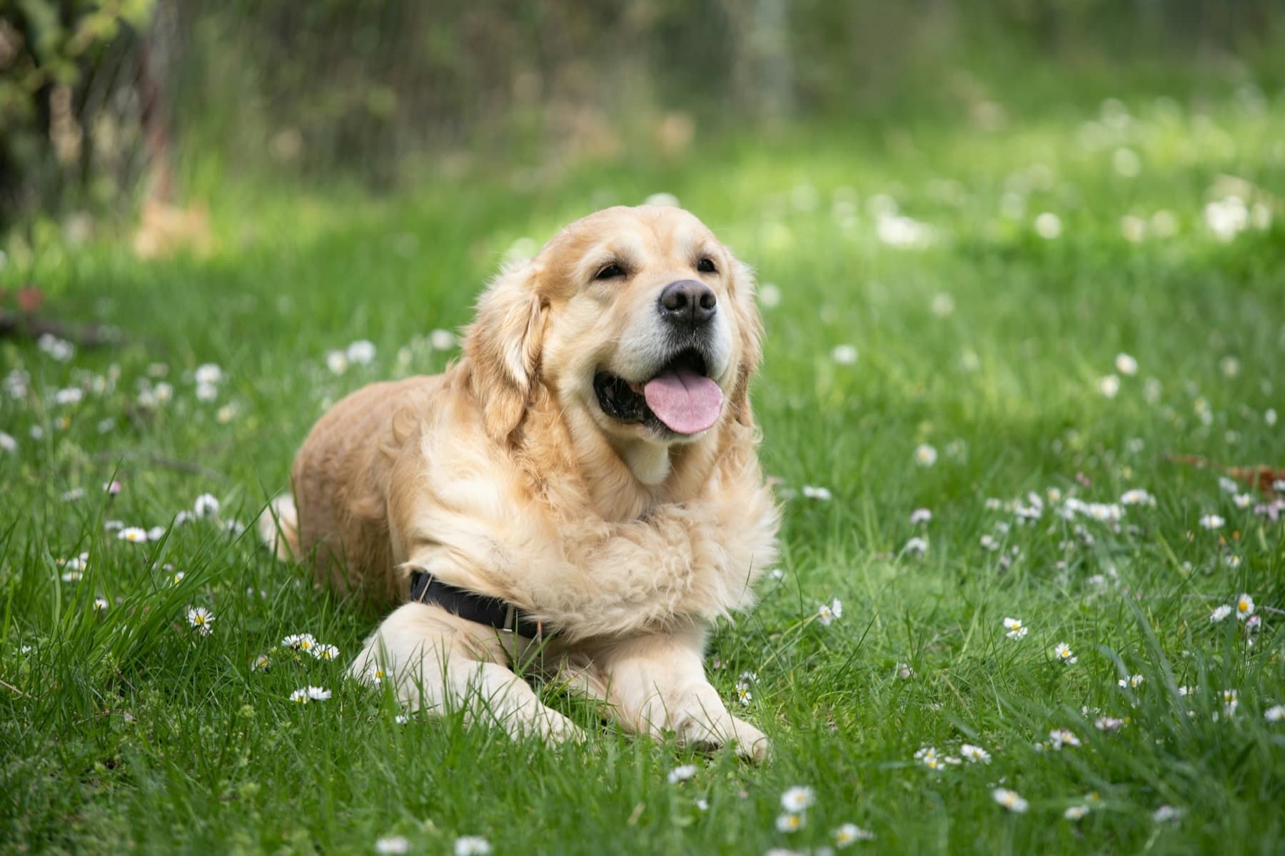 A golden retriever lying in a sunny meadow